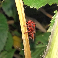 Mahanarva rubropicta
