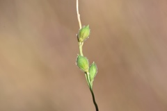Kellochloa brachyantha