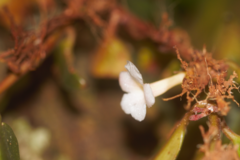 Codonanthopsis crassifolia