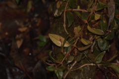 Codonanthopsis crassifolia