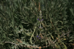 Lavandula × heterophylla