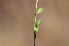 Kellochloa brachyantha