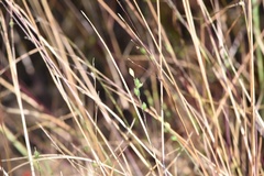 Kellochloa brachyantha