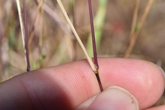 Kellochloa brachyantha
