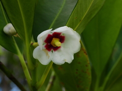 Clusia fockeana