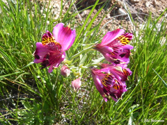 Alstroemeria magnifica