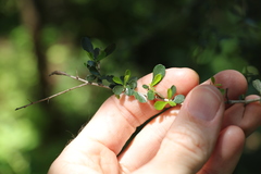 Phyllanthus microcladus