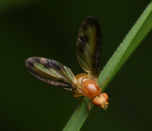 Toxonevra laetabilis · iNaturalist