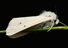 Spilosoma urticae