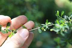 Phyllanthus microcladus