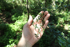 Phyllanthus microcladus