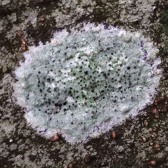 Lecanora campestris