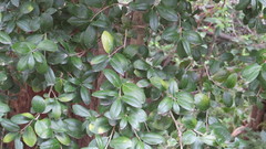 Archidasyphyllum diacanthoides