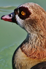 Alopochen aegyptiaca