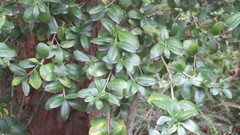 Archidasyphyllum diacanthoides