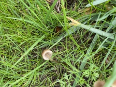 Mycena