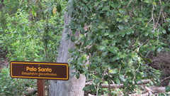 Archidasyphyllum diacanthoides