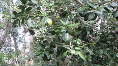 Archidasyphyllum diacanthoides