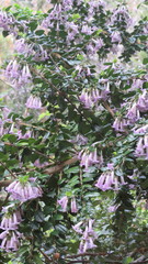 Rhaphithamnus spinosus