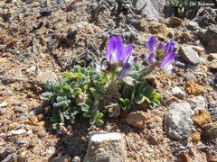 Astragalus amatus