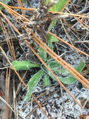 Chrysopsis gossypina