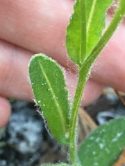 Chrysopsis gossypina