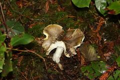 Tricholoma sejunctum