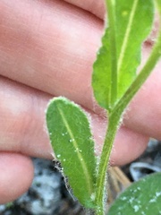 Chrysopsis gossypina