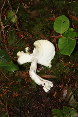 Tricholoma sejunctum