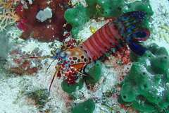 Odontodactylus scyllarus