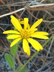 Chrysopsis gossypina