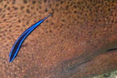 Labroides dimidiatus