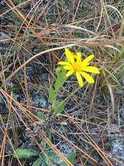 Chrysopsis gossypina