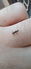 Eriopis connexa