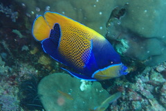 Pomacanthus navarchus