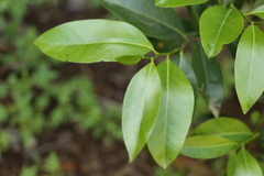 Casearia multinervosa