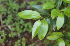 Casearia multinervosa