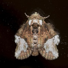 Disphragis baracoana