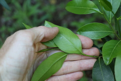 Casearia multinervosa