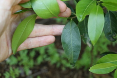 Casearia multinervosa