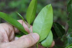 Casearia multinervosa