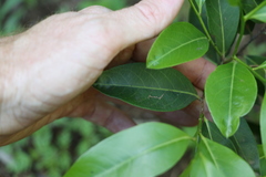 Casearia multinervosa