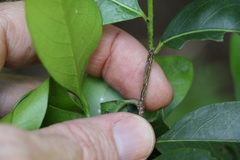 Casearia multinervosa