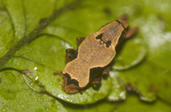 Epistrophus ambitiosus