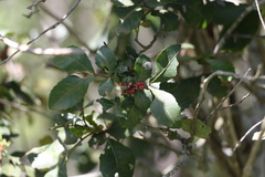 Alectryon subdentatus