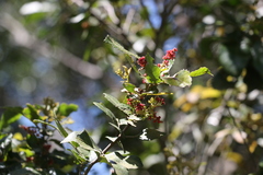 Alectryon subdentatus