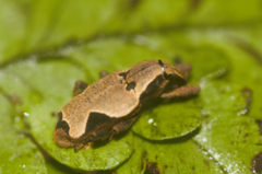 Epistrophus ambitiosus