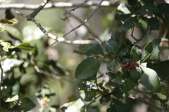 Alectryon subdentatus