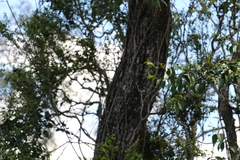 Acacia fasciculifera