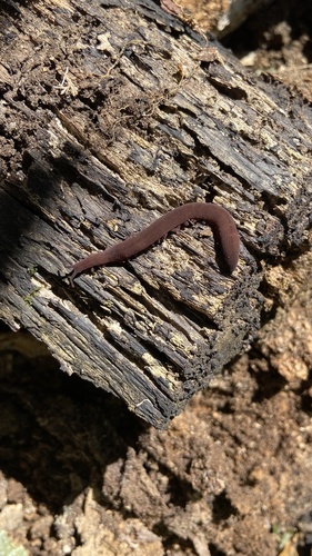Heteroperipatus engelhardi thumbnail
